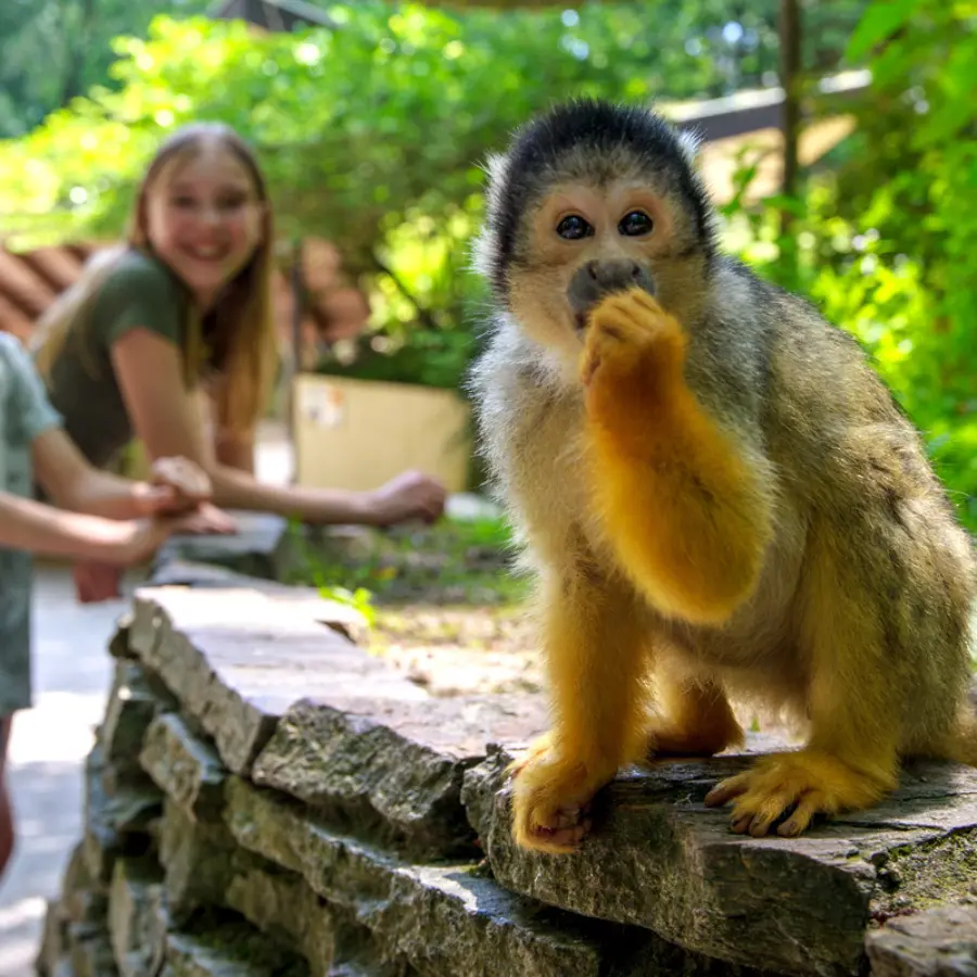 Apenheul Omgeving Camping Voorthuizen 3
