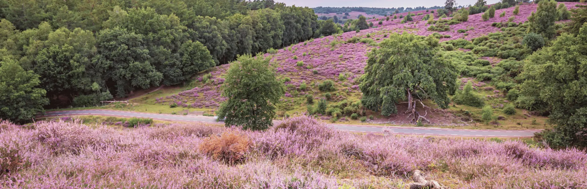 Camping Voorthuizen Veluwe 6
