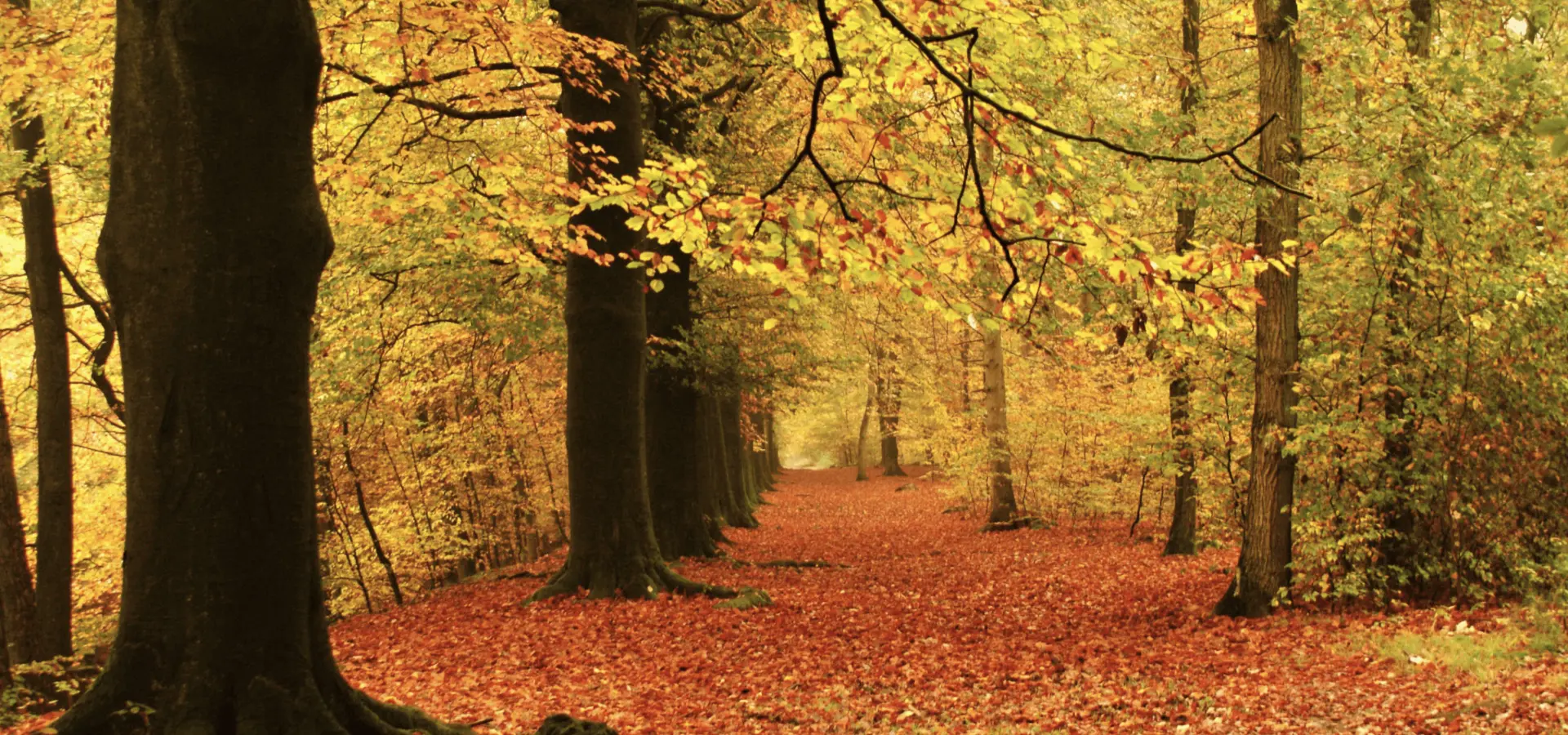 Camping Voorthuizen Veluwe 9