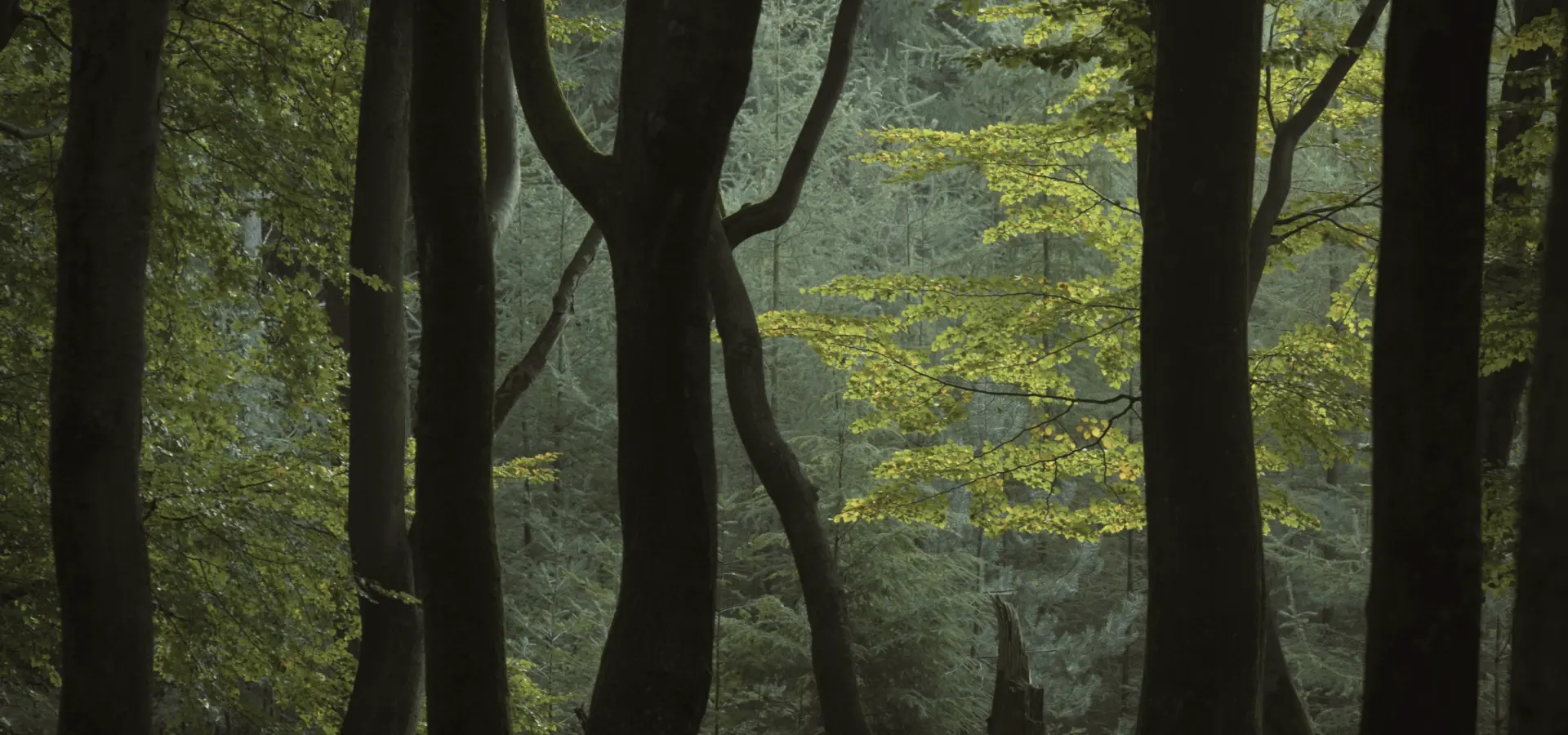 Camping Voorthuizen Veluwe 1