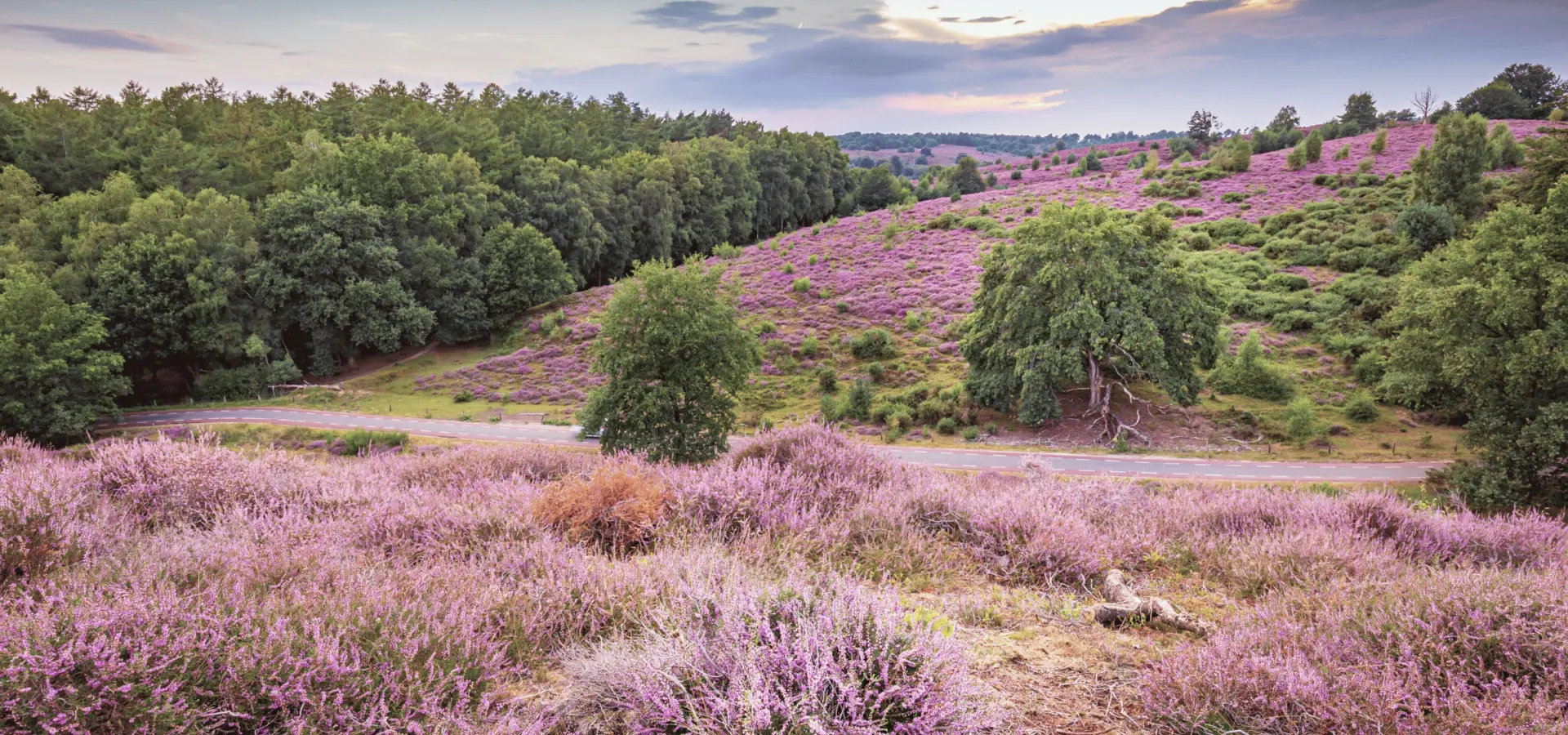 Camping Voorthuizen Veluwe 6
