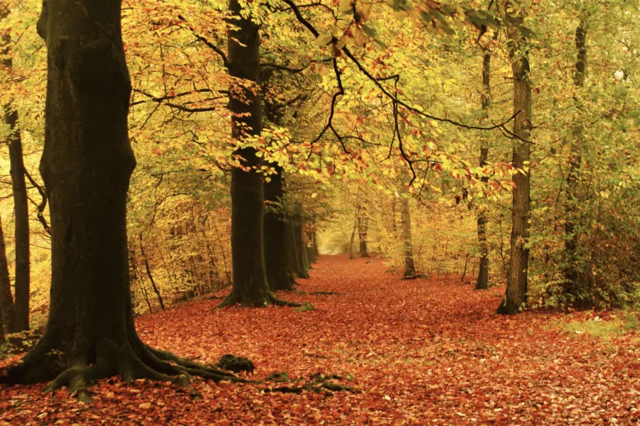 Camping Voorthuizen Veluwe 9