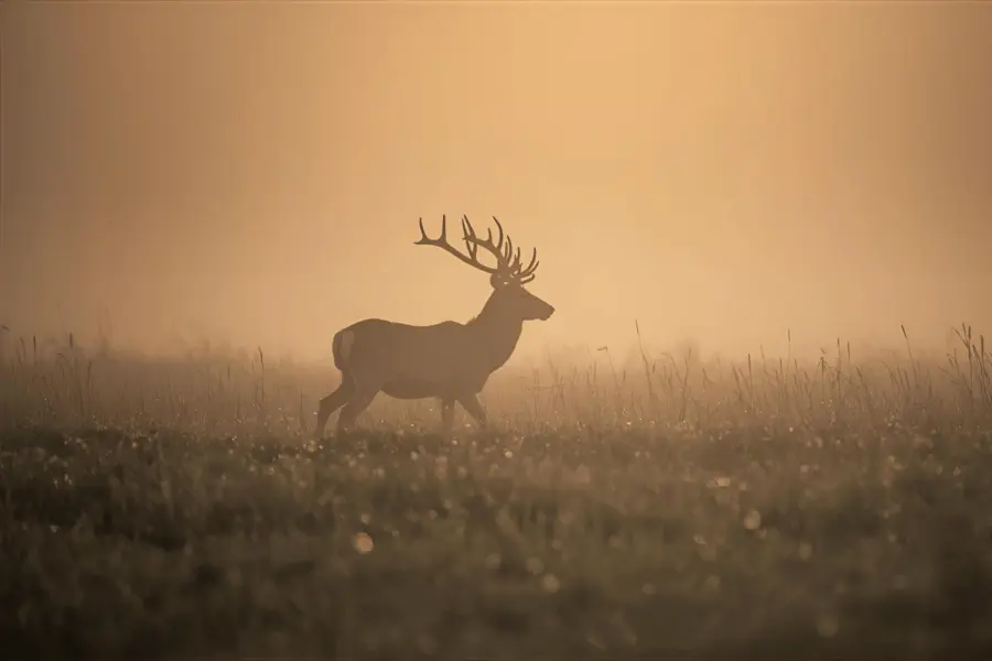 Camping Voorthuizen Veluwe