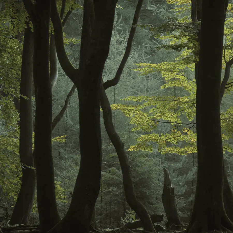 Camping Voorthuizen Veluwe 1