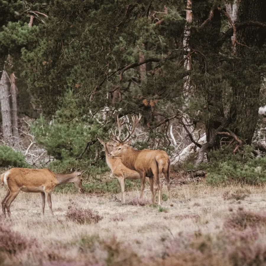 Camping Voorthuizen Veluwe 4