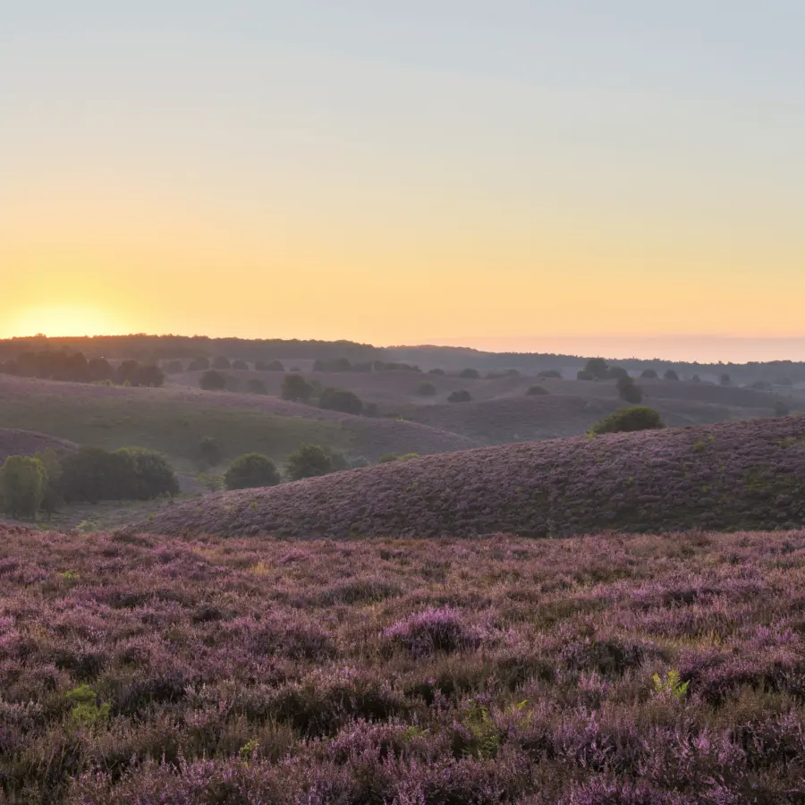Camping Voorthuizen Veluwe 11