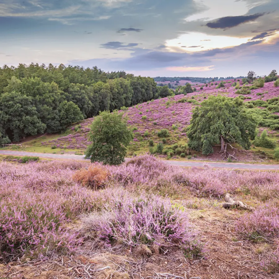 Camping Voorthuizen Veluwe 6