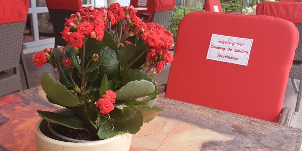 Bloemen terras.jpg