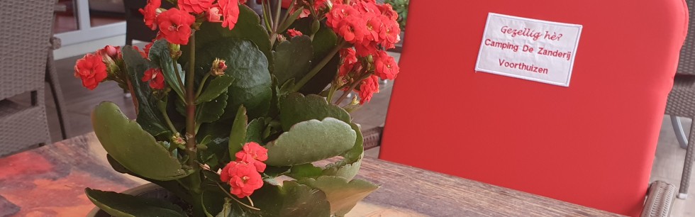 Bloemen terras.jpg